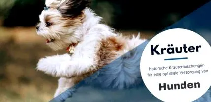 putere pentru