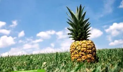 член