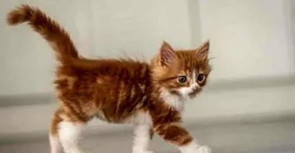 които