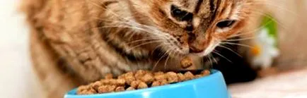 котката