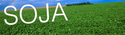 syngenta