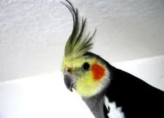 cockatiel
