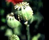 heroin
