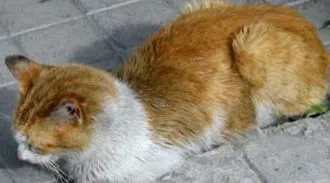 pisici