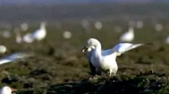 земја