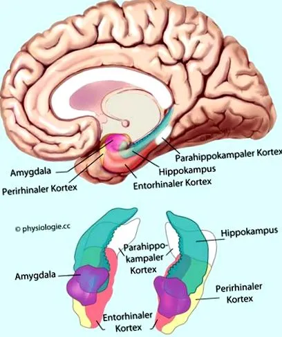 neocortical