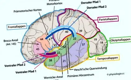 neocortical