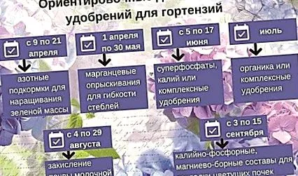 дама