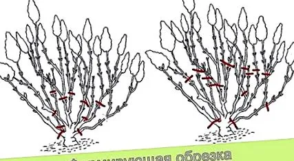 paniculata