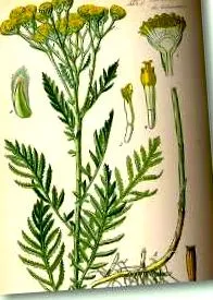 tansy