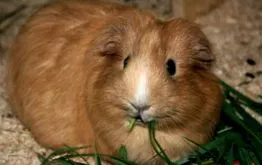 schwabenschweinchen kellett engednünk