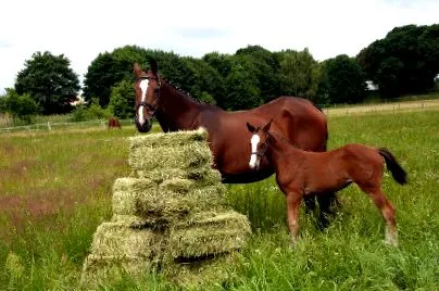 horse