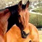 fórum