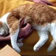 orafă