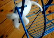gerbil