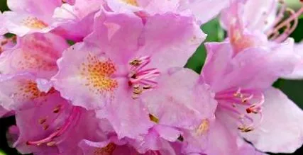 rhododendron