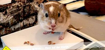 mérete