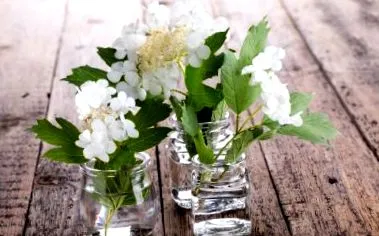 mérgező