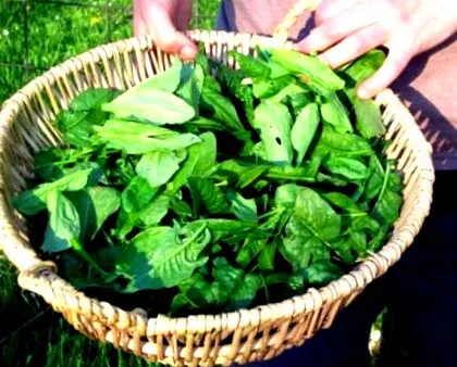 alte salată