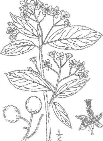 fekete aronia