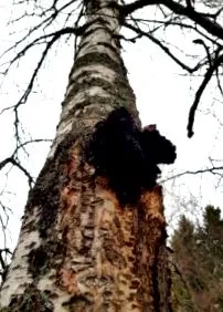 kezelje kezelje