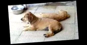 нејзините браќа