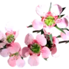 apshop