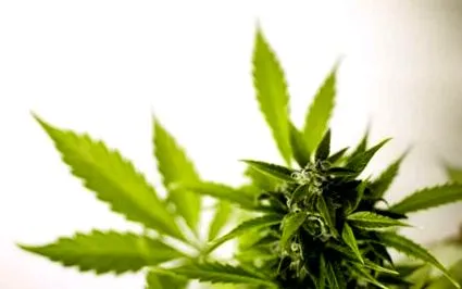 terpene