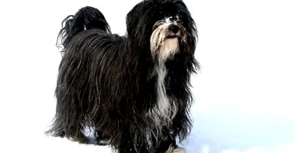 tibeti