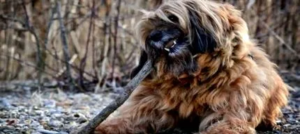 terrier