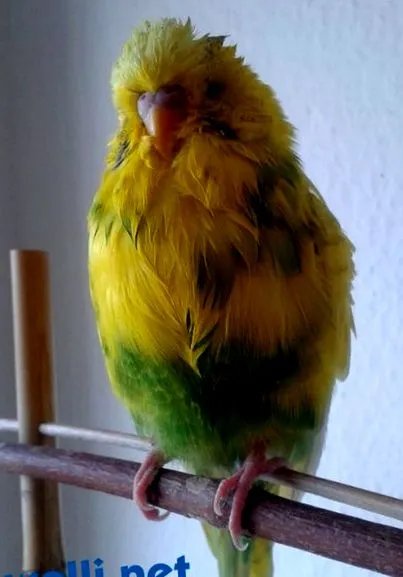 budgie