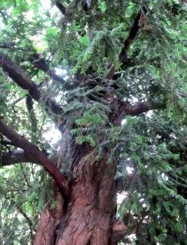 paclitaxel