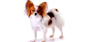 papillon
