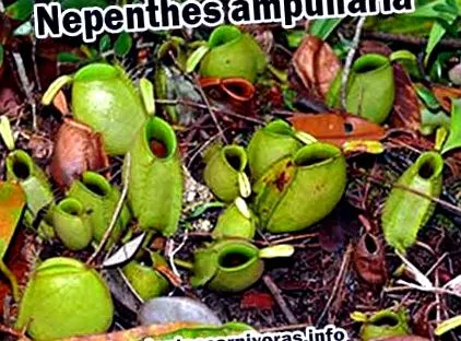 nepenthes
