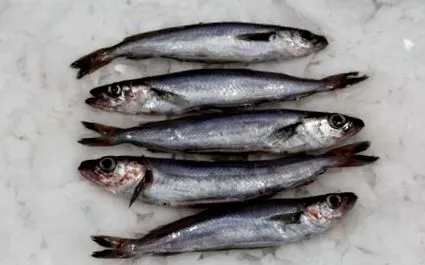 riveira