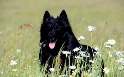 belga juhász