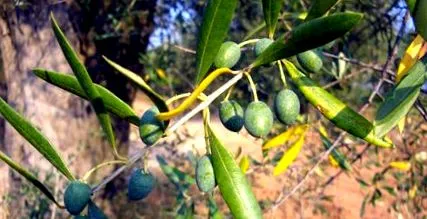 evoo