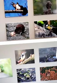 benedikt