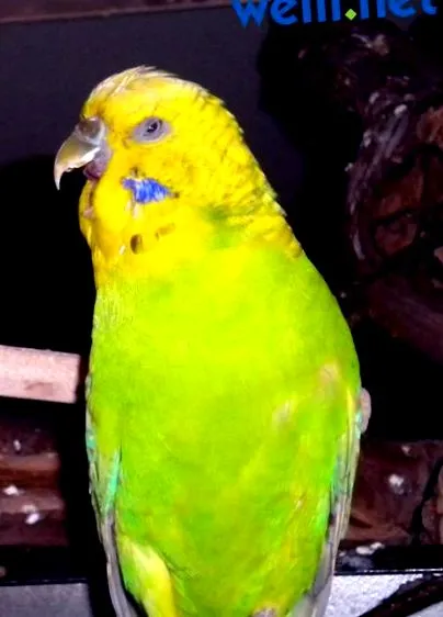 budgie okai