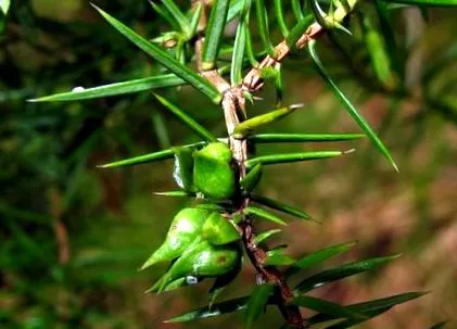 plantelor medicinale