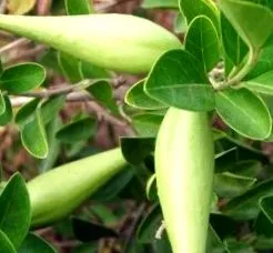 carob