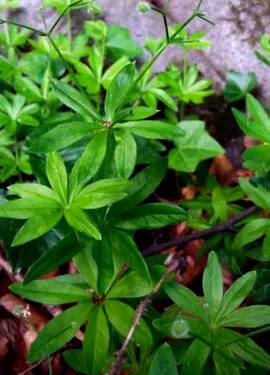 Woodruff este