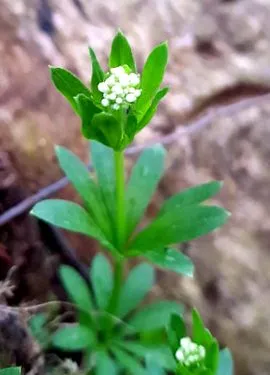 woodruff