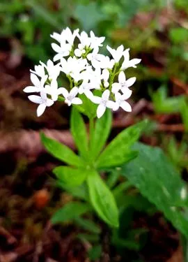 Woodruff este