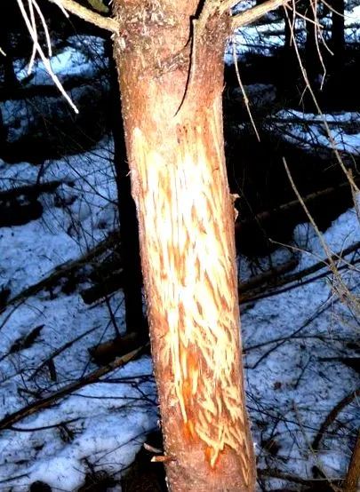 vadászat gímszarvas
