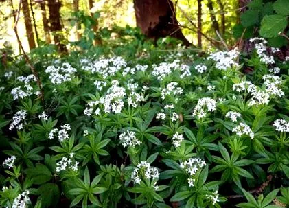 woodruff