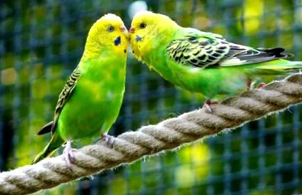 budgies