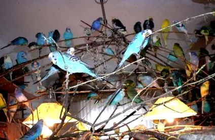budgies