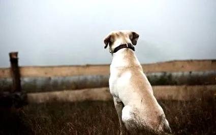 dacă