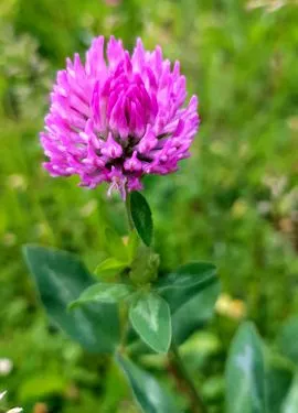 táplálék